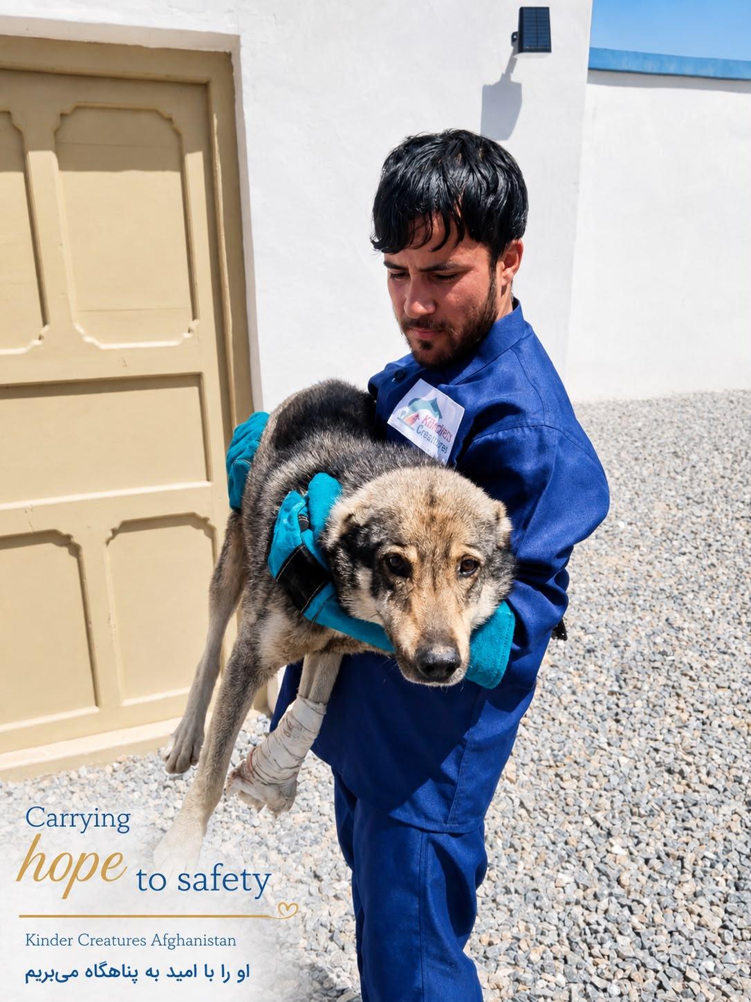 Kindred Creatures rescuer carrying an injured dog to safety